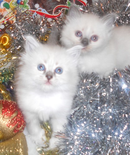 Лапка и Царапка